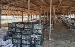 冬季蛋鸭养殖如何提产防病？