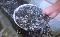 罗非鱼池塘养殖技术要点有哪些？