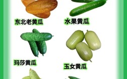 露天种黄瓜，哪种品种最合适？