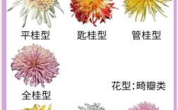 菊花品种颜色与名称有何对应规律？为何不同颜色菊花会拥有独特文化寓意？