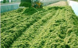 现代养牛青贮技术如何高效提升饲料利用率？