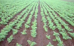 寒萝卜种植技术视频有哪些关键步骤？