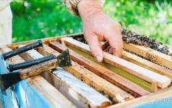 国外如何高效养殖强群蜜蜂？