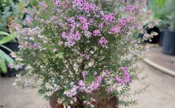 木本花卉盆栽有哪些品种