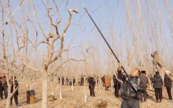 枣树冬季修剪技术视频