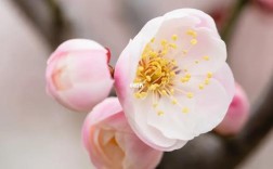 梅花品种有哪些？图片大全大图看这里！