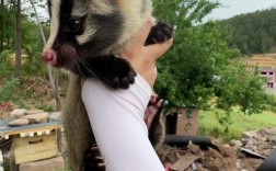 2025年果子狸种苗价格会涨还是跌？