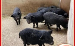 安徽的猪品种有哪些