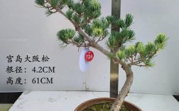 宫岛大阪松品种好不好