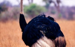 驼鸟品种分哪两类？