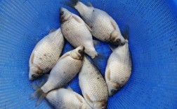 池塘鲫鱼养殖技术要点有哪些？