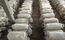 高温平菇栽培技术视频，如何掌握关键要点？