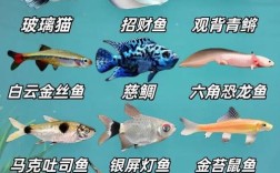 哪些鱼适合高密度养殖？