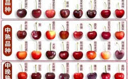 大樱桃常见品种有哪些？