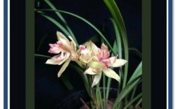 什么兰花好养又花期长？