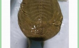 2025年北京甲鱼价格会涨还是跌？