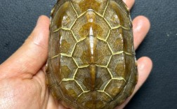 金线龟好品种有哪些？