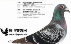 国肉欧洲种鸽到底有多少品种？