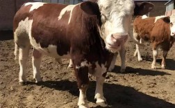 北方适合养什么肉牛品种？