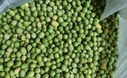 绿豆有统一成熟的品种吗？