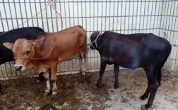 道县养牛啥品种最合适？