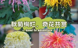 哪里能买到品种菊花？