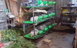 贵州兔子养殖技术哪里学？