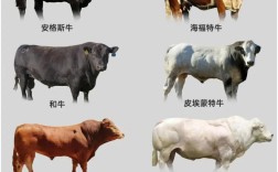 肉牛品种怎么选？哪些品种好养殖？