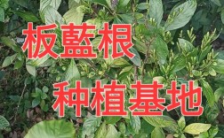板蓝根种植效益如何？技术难点有哪些？