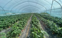 大棚草莓种什么品种好？