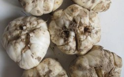 鳞片繁殖百合，品种有哪些？