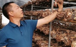 CCTV7香菇种植技术要点有哪些？