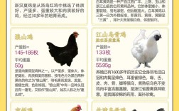 哪些品种是最纯的生蛋鸡？