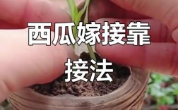 西瓜嫁接技术视频，新手如何快速掌握？
