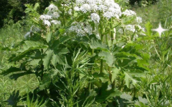 中草药种植哪些品种效益好？