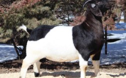 波耳山羊养殖技术视频，怎么学才高效？