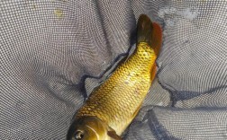 鲤鱼鲫鱼人工繁殖技术要点是什么？