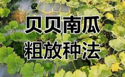 露地南瓜种植技术视频要点有哪些？