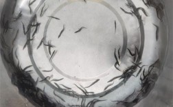 大刺鳅养殖 技术 科技