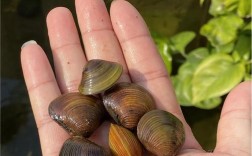 常见淡水养殖贝类有哪些品种？