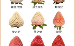 什么品种草莓好种又高产？