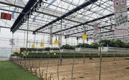 温室草莓立体栽培如何高效管理？