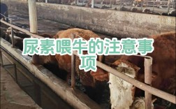 东北养牛技术与饲养方法有何关键秘诀？
