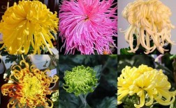 菊花的花型与颜色究竟有多少种变化？不同品种的菊花在形态和色彩上有哪些独特之处？