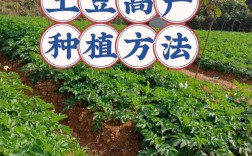 高产土豆种植技术视频，如何实现高产？