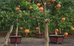 常见景观树品种有哪些？