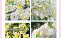 白色长寿花有哪些常见品种？