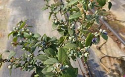 北方盆栽蓝莓品种怎么选？