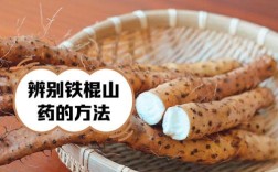 园山药优良品种有哪些？