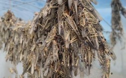 2025年蝗虫卵价格为何波动？